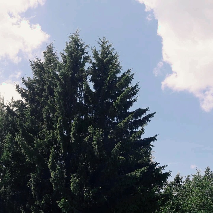 сосны