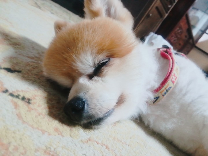 sleeping pomeranian