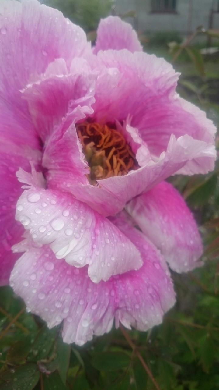 Flower ? ??