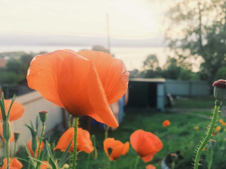 A flower