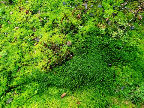 green land