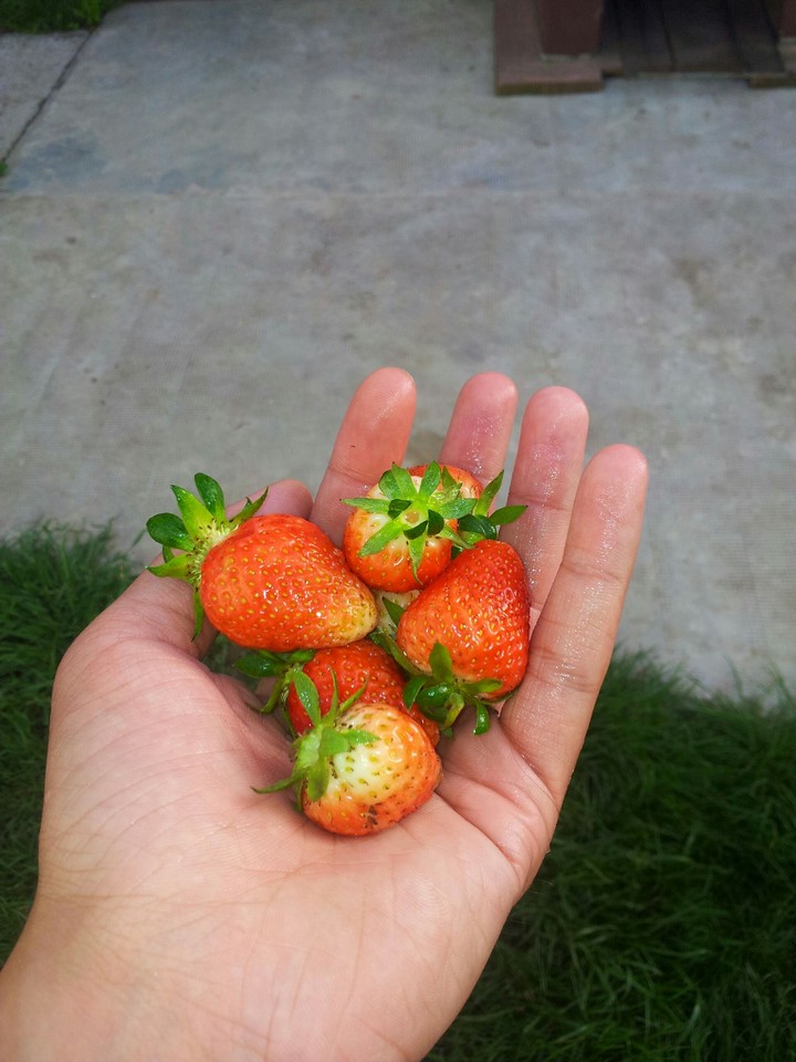Jagode