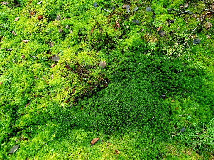 green land