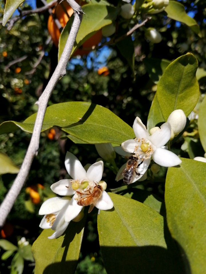 bees
