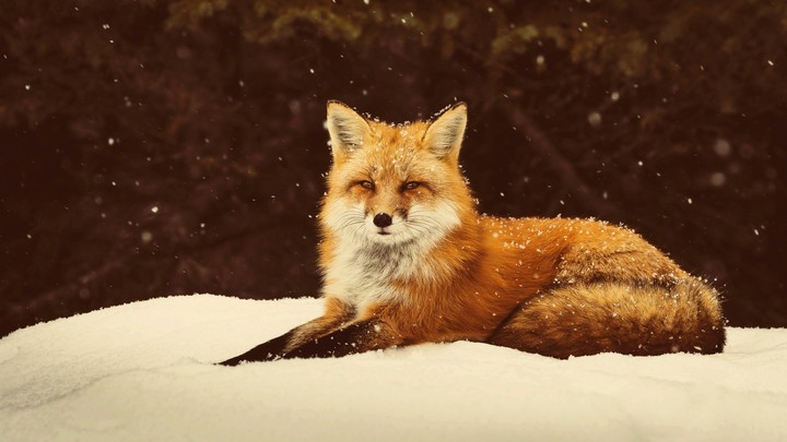 Red fox