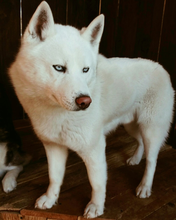 Лайка