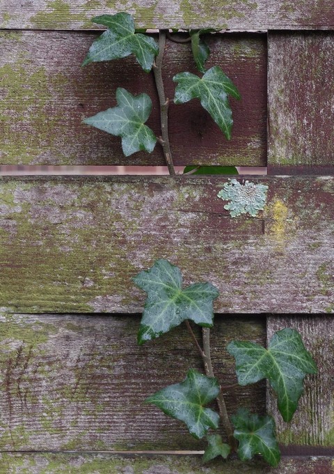 тапети grey, ivy