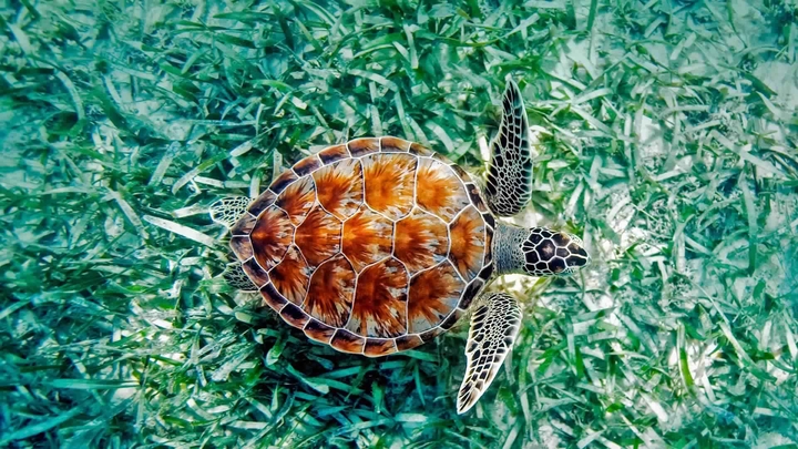 Green sea turtle