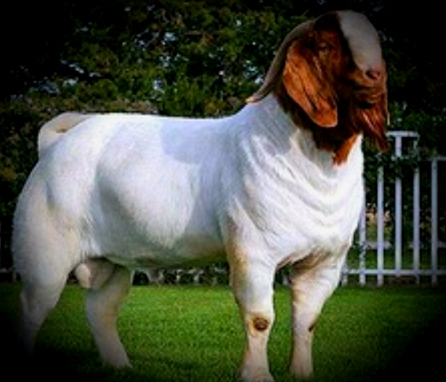Boer goat