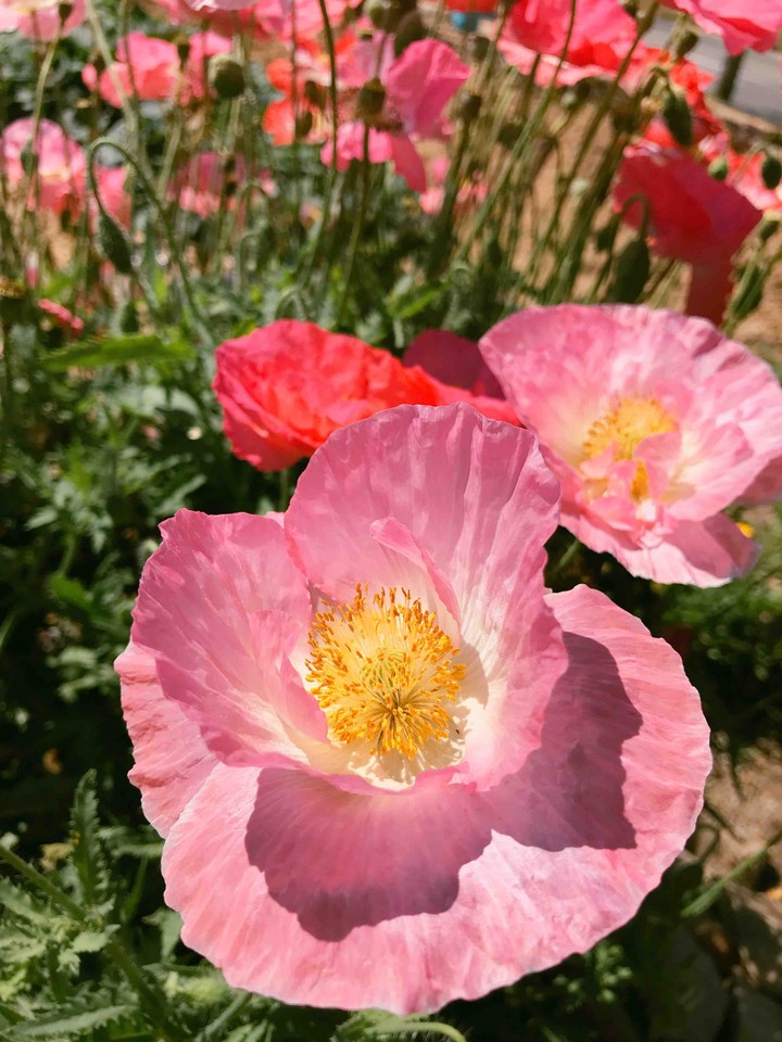 Opium Poppy