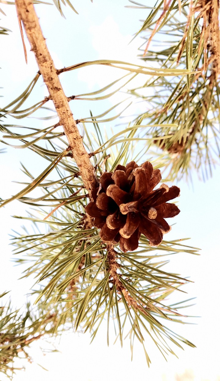 pine