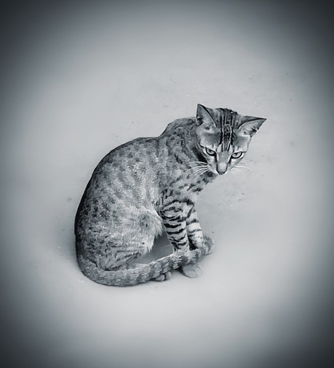 #cat