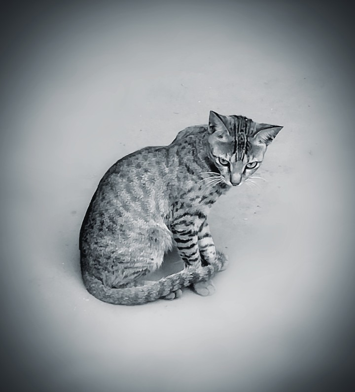 #cat