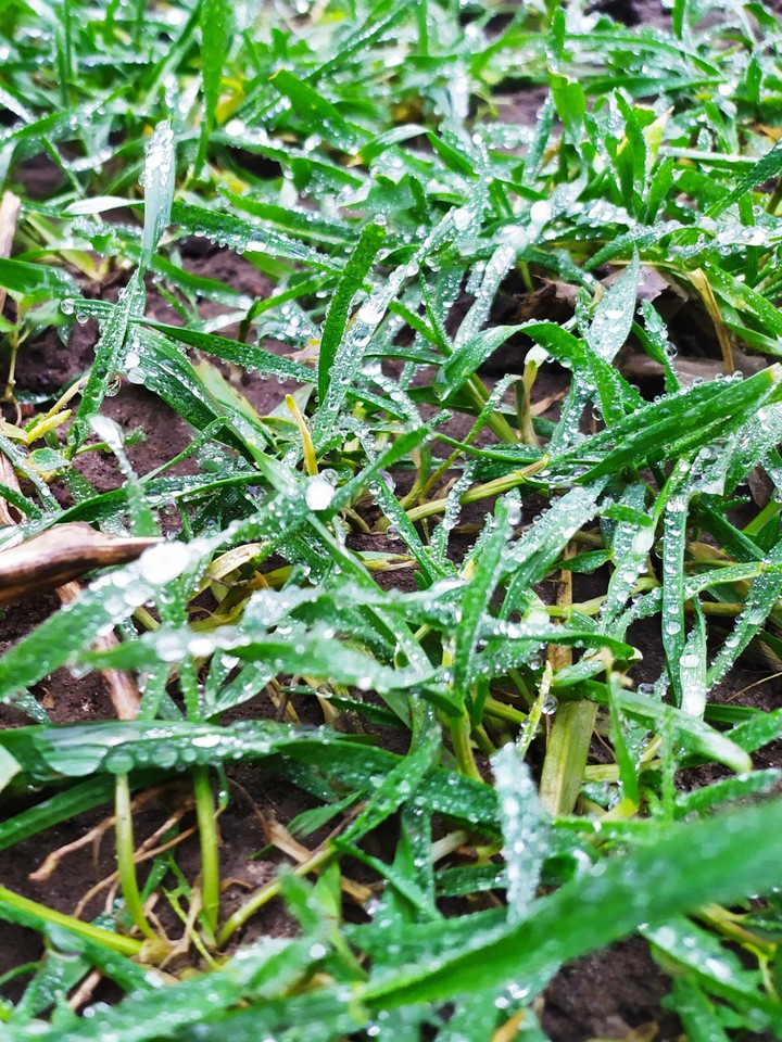 grass