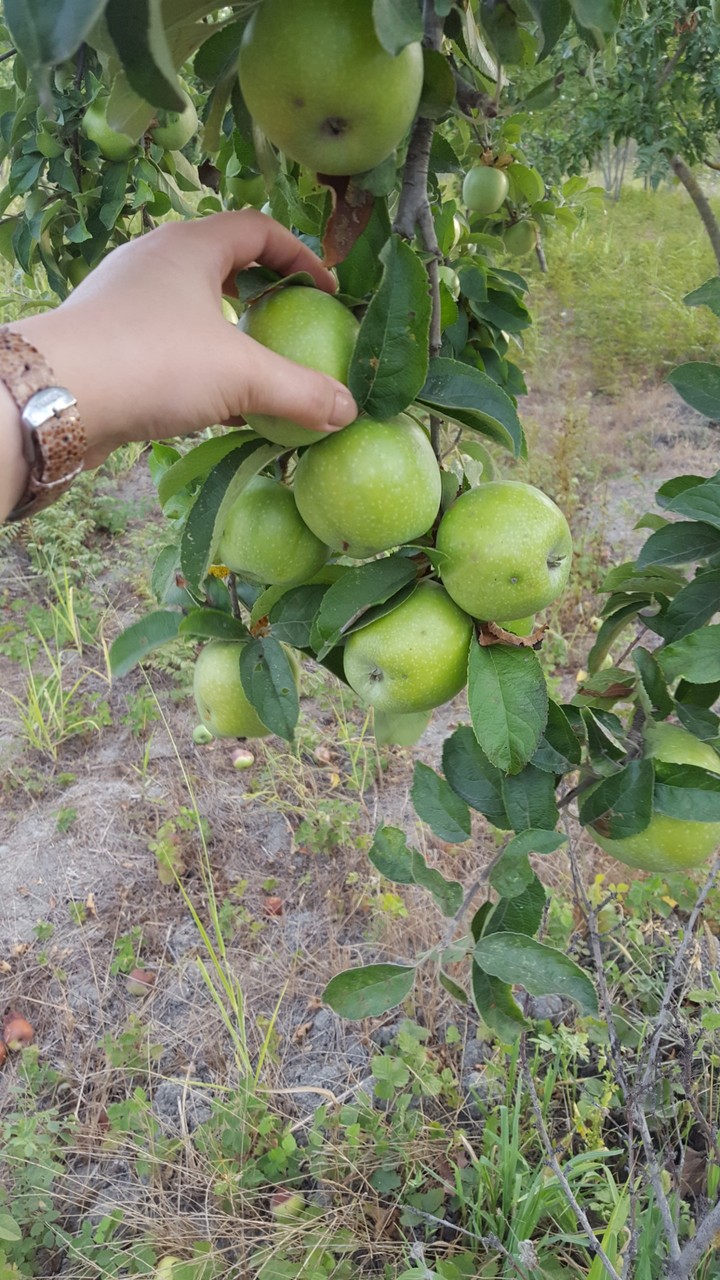 apple