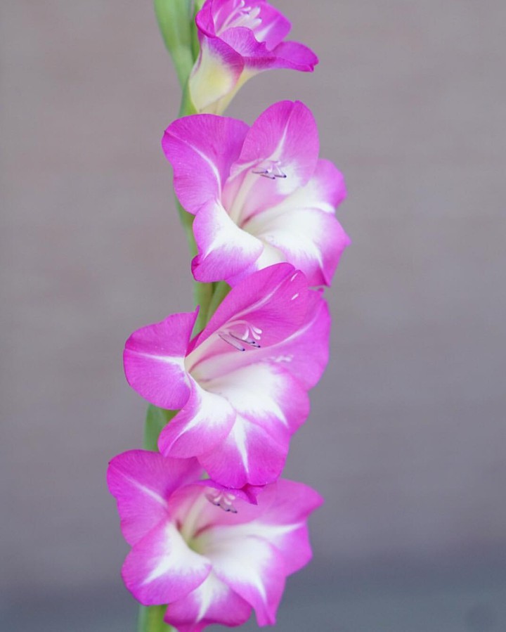 Gladiolus