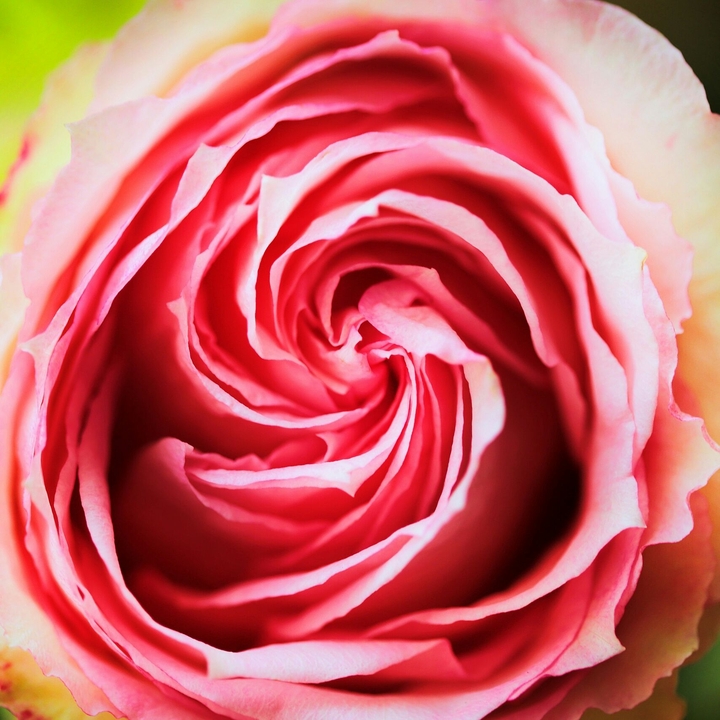 Роза