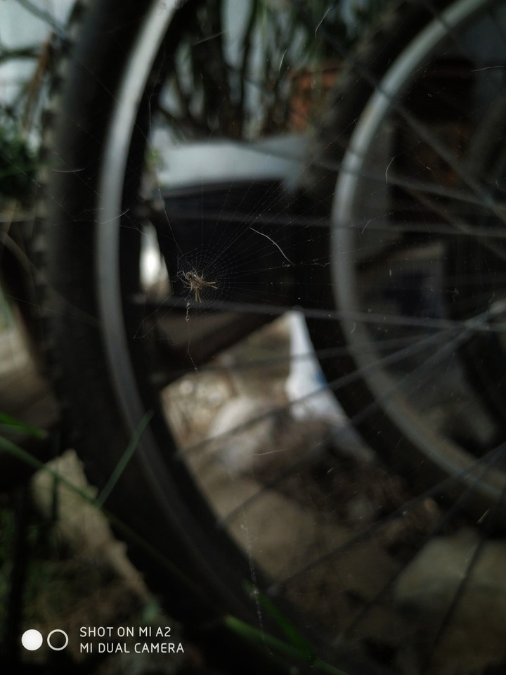 Telaraña