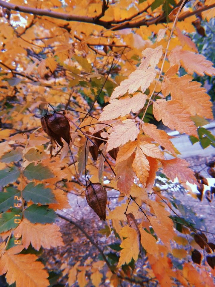 autumn