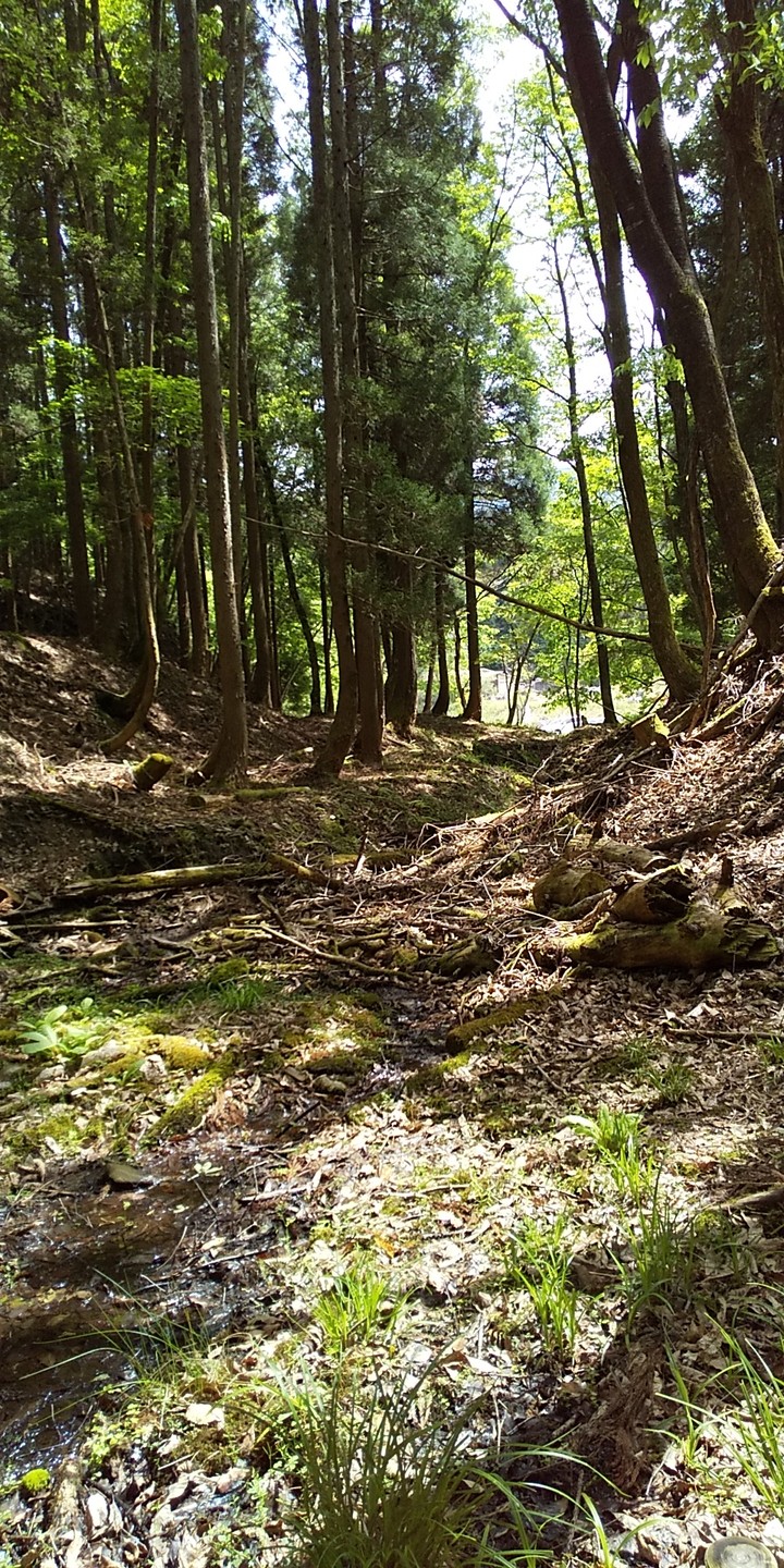 木