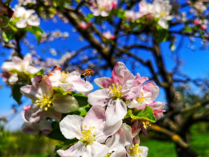 Apfelblüten