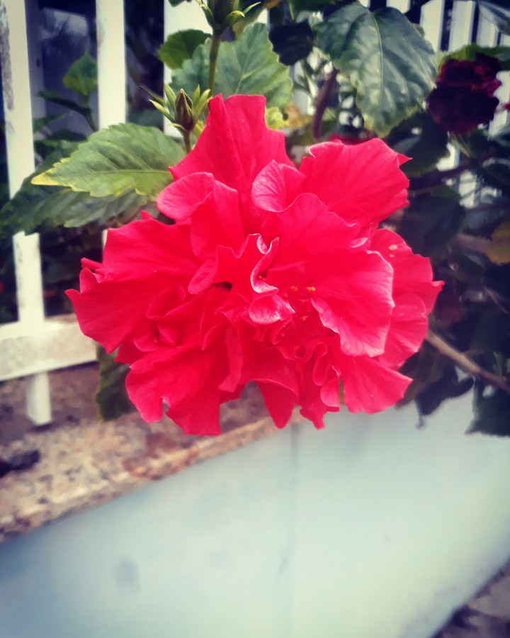 flower