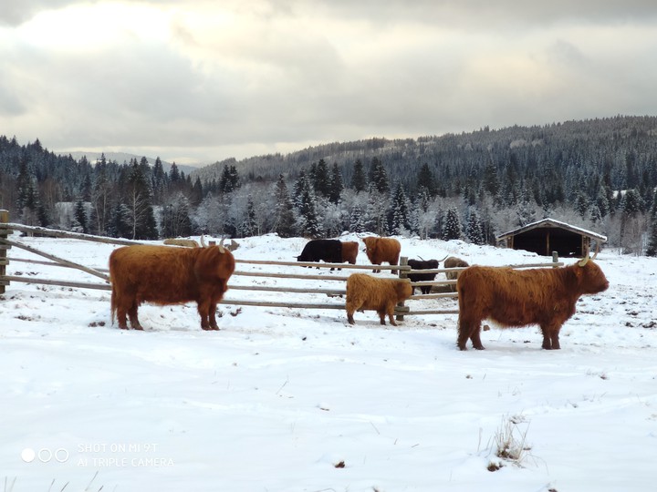 Šumava cows