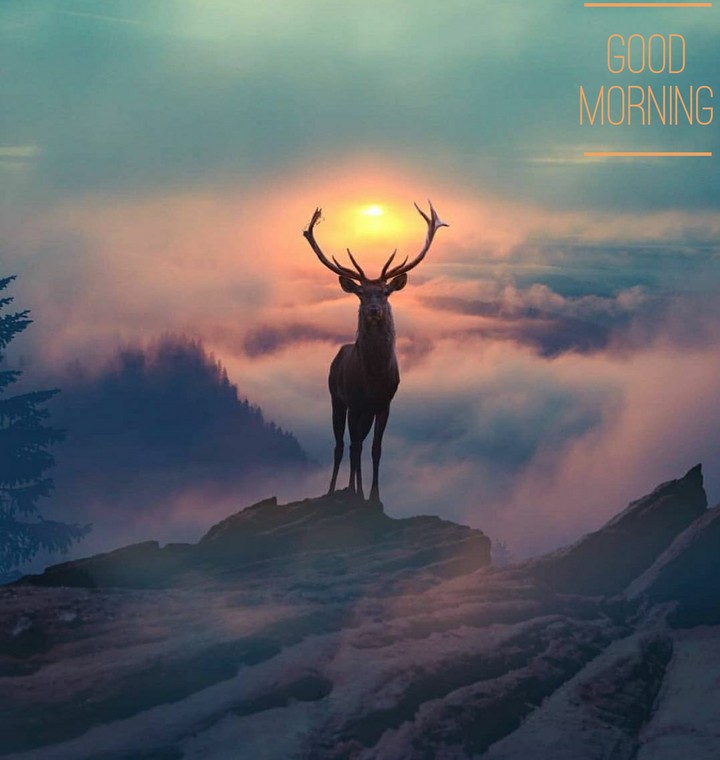 Good morning