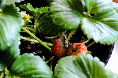 sfondi farm, strawberry