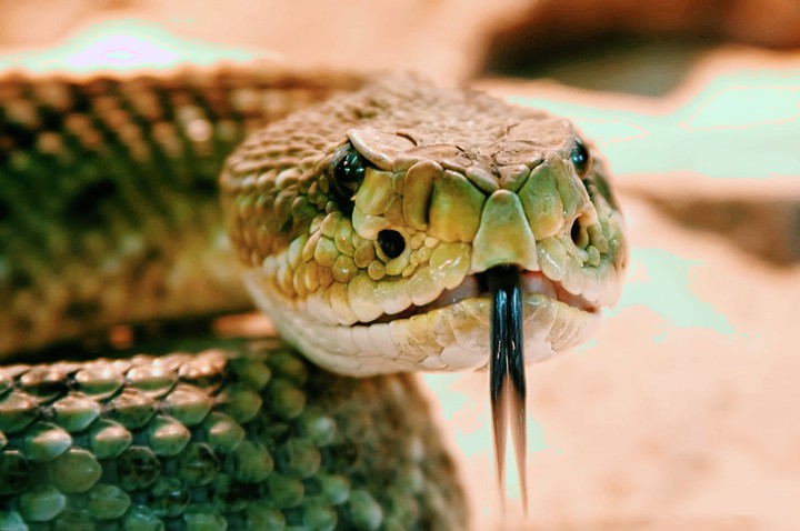 snak
