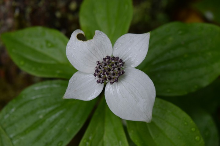 avalanche lilly