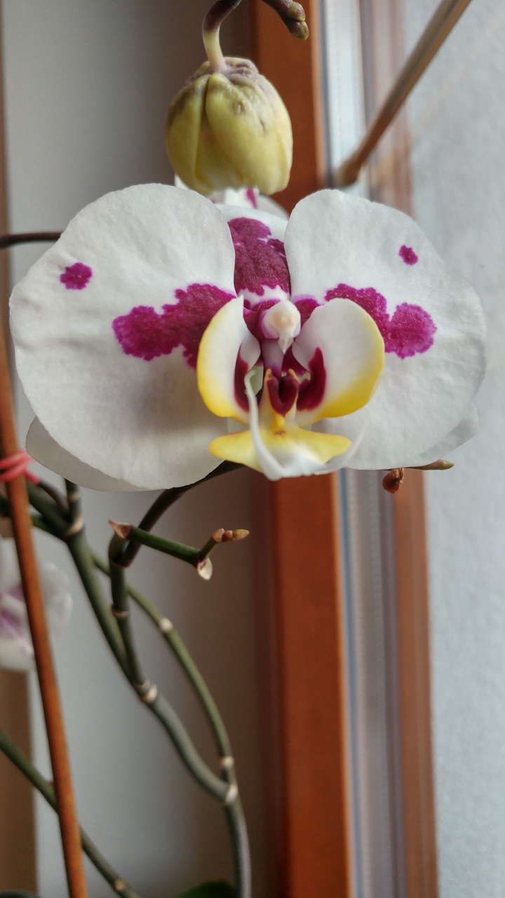 Flower next to a window