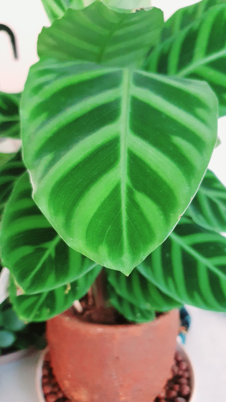 Calathea zebrina thriving