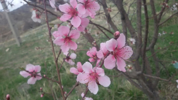 spring