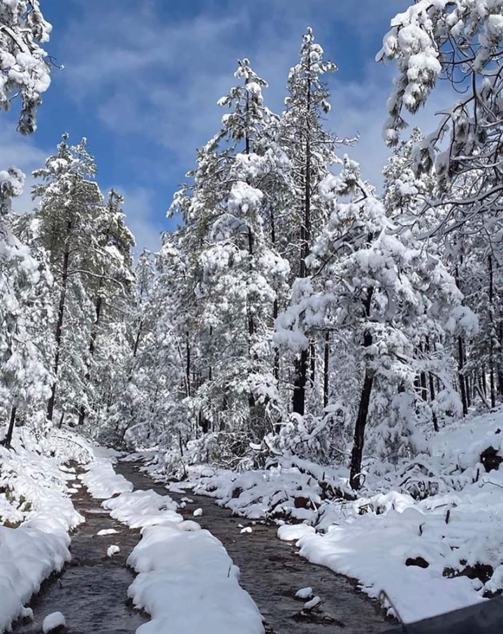 pinos Madera Chihuahua México