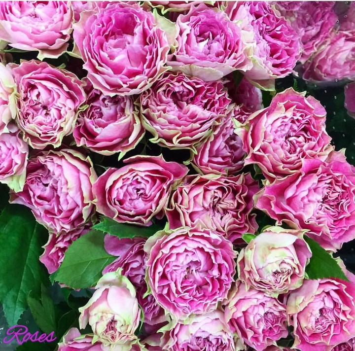 Wavy roses
