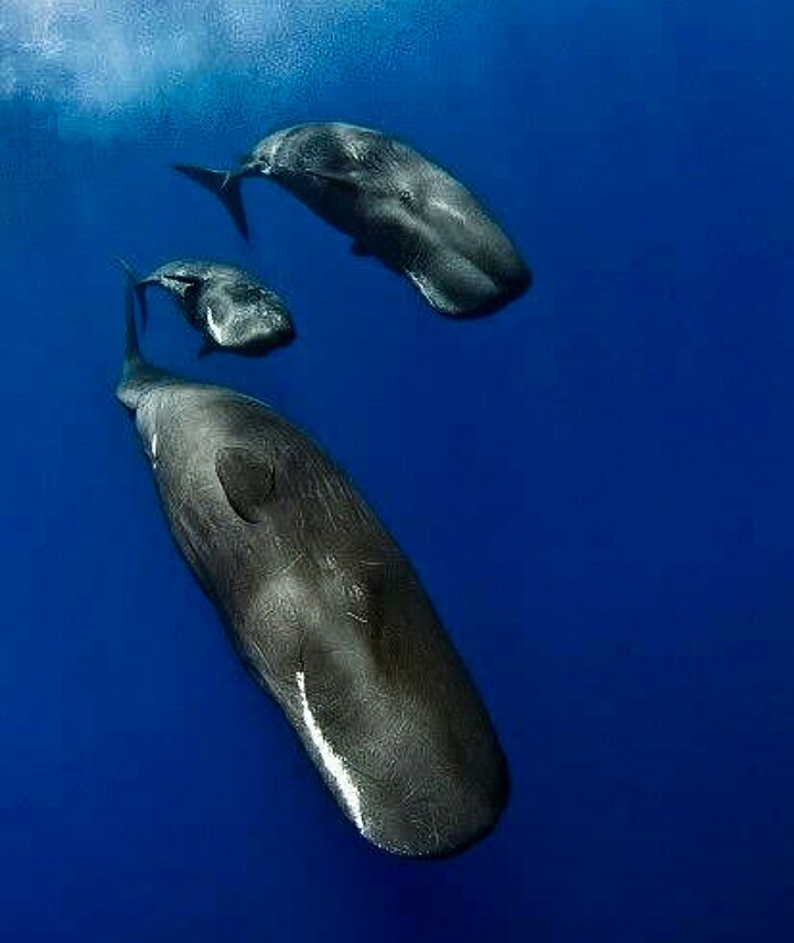 Sperm Whales Diving Down