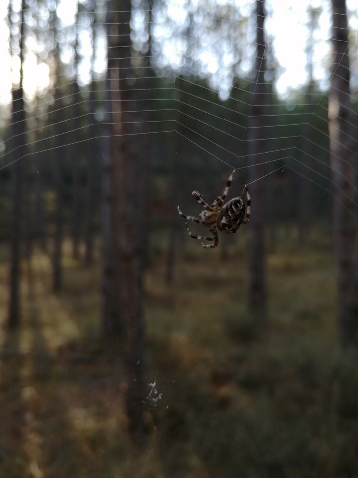 Araña