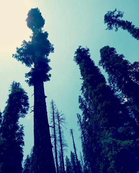 the tall we stand
