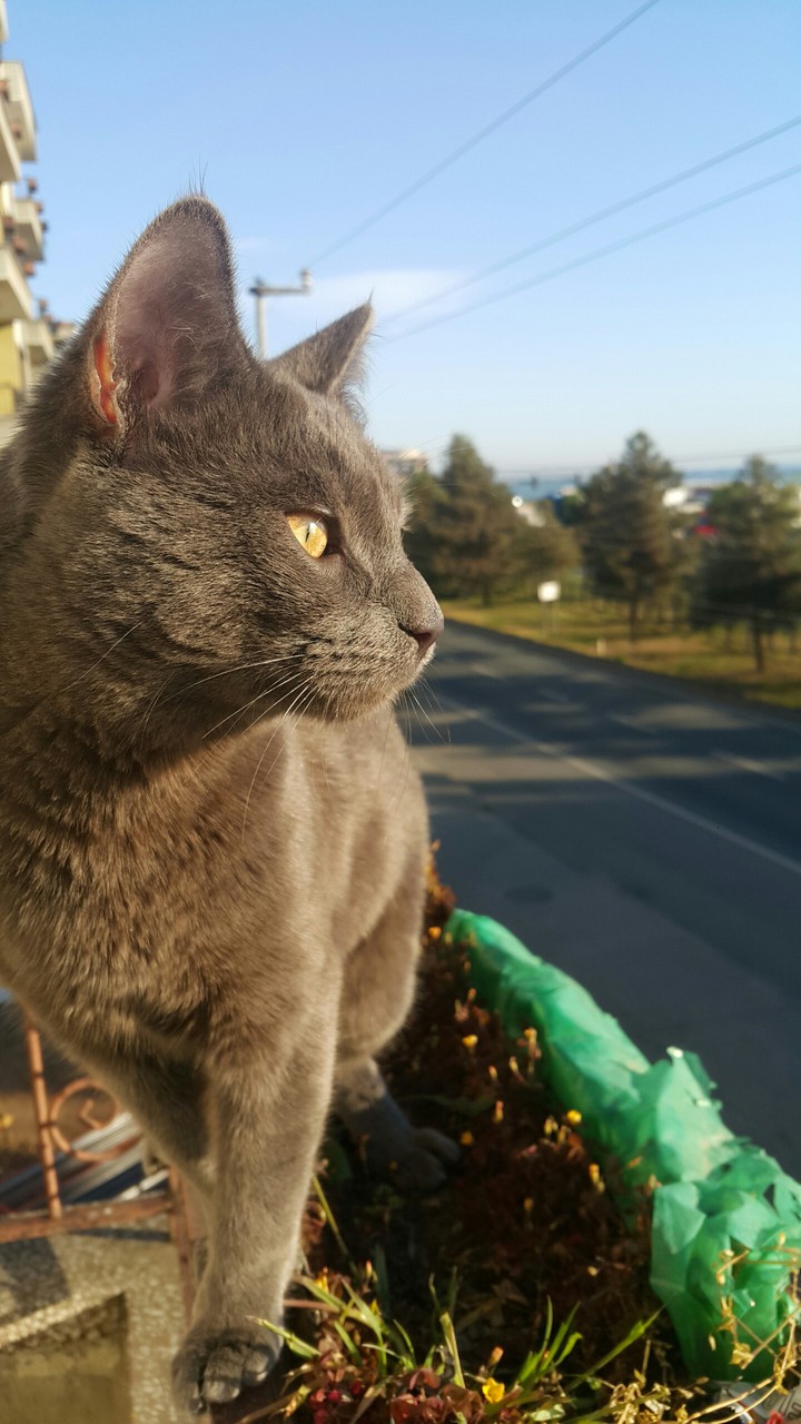 a cat looking sun