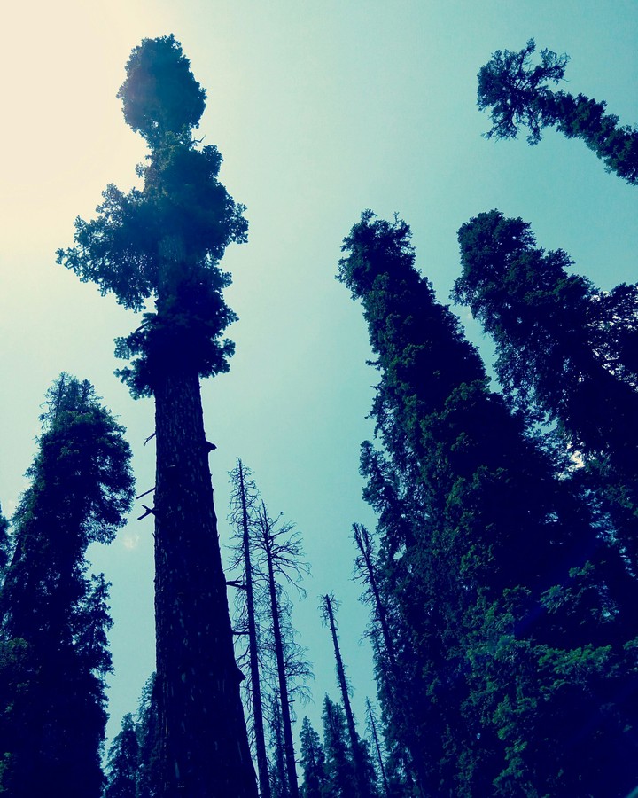 the tall we stand