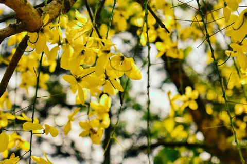 Vishu by KKV