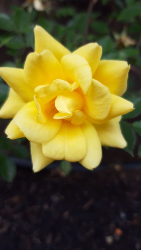 rose