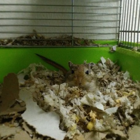 Gerbil