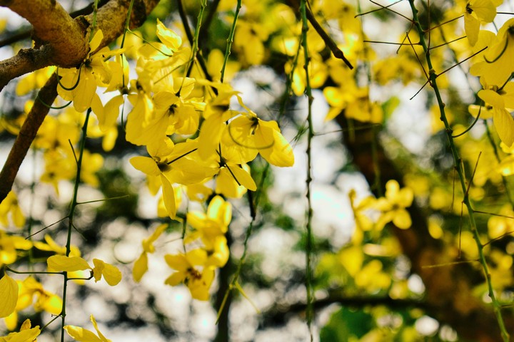 Vishu by KKV