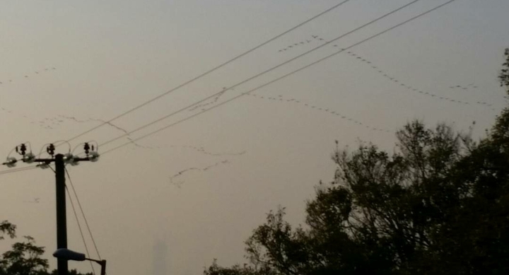 birds