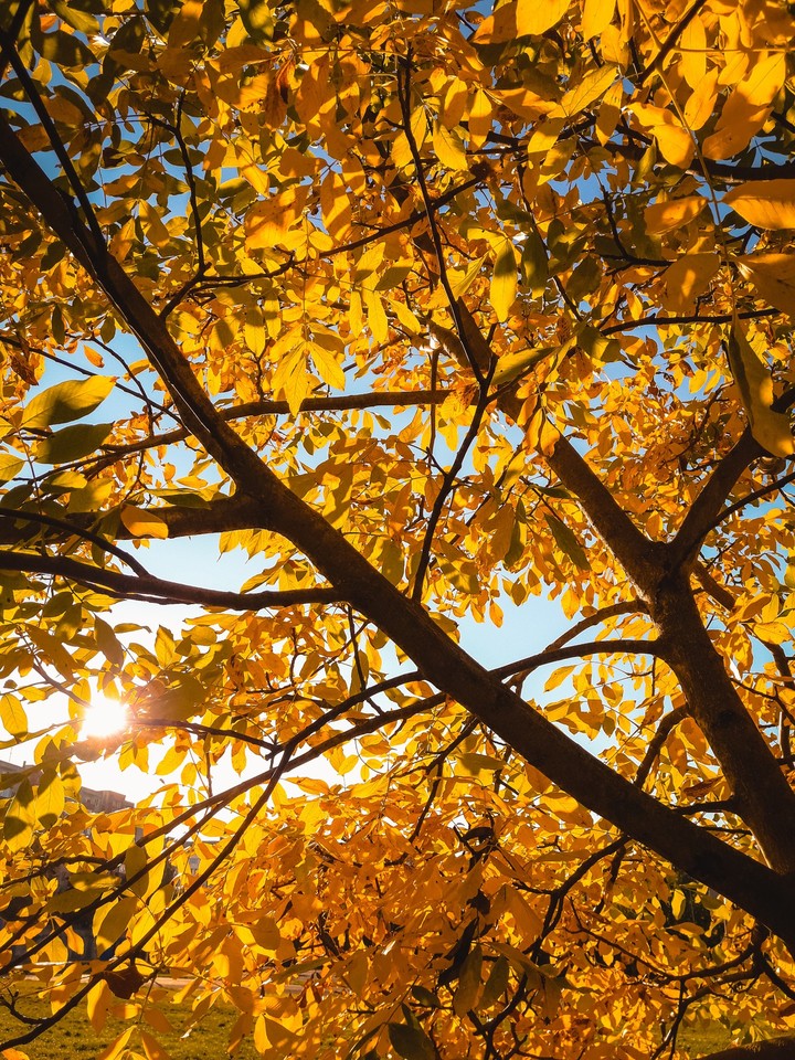 autumn tree