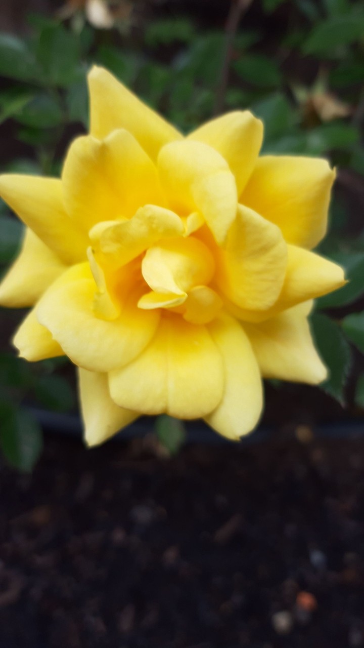 rose