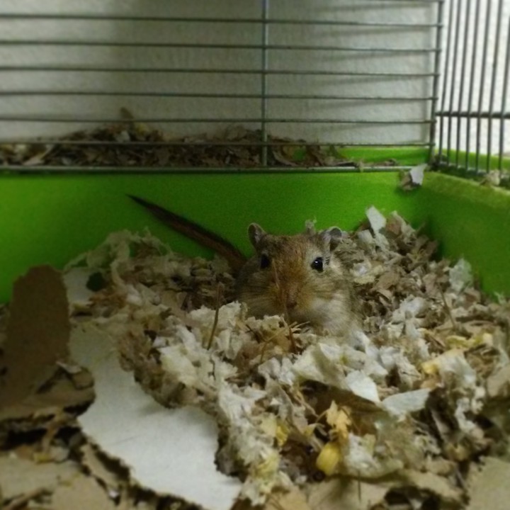 Gerbil