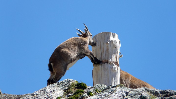 Steinbock auf dem Gornergrat